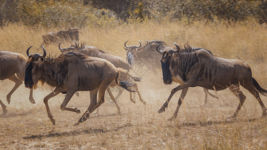 非洲大草原的动牛图片
