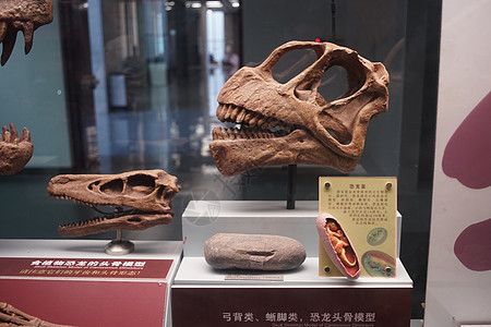云南恐龙化石图片