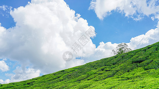 马来西亚茶园BOH图片