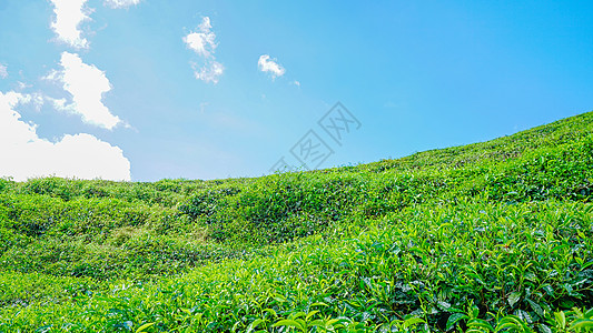 马来西亚茶园BOH图片