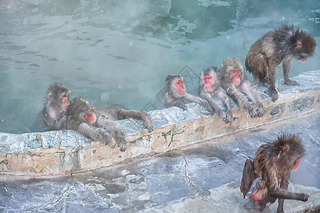 北海道特色泡温泉的猕猴图片