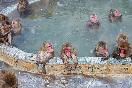 泡温泉的猕猴图片
