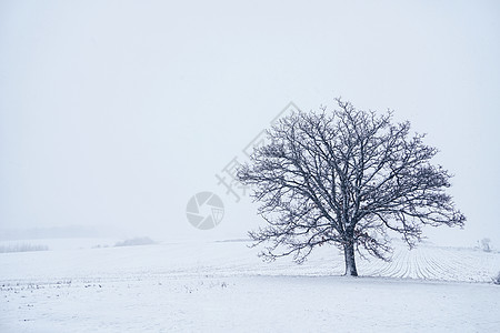 北海道雪景照片 北海道雪景背景 北海道雪景摄影图片下载 摄图网 北海道雪景照片 北海道雪景背景 北海道雪景摄影图片下载 摄图网