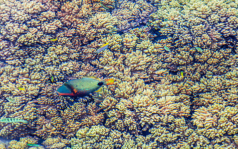 海中的珊瑚和彩色的鱼图片