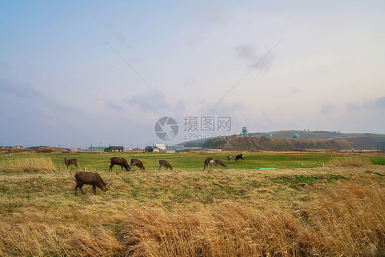 北海道的秋季田园风光图片