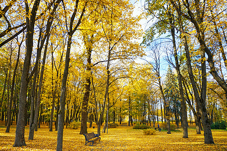 秋景白俄罗斯的秋背景