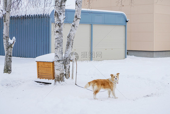 雪地汪图片