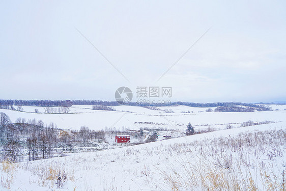 日本北海道富良野雪景图片