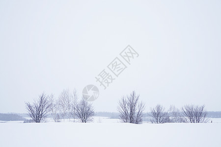 日本北海道富良野雪景高清图片