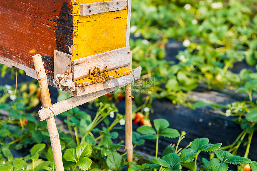 蜂箱与蜜蜂图片