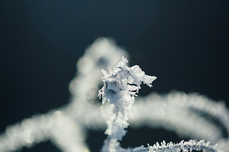 雾凇特写树枝雾凇雪花特写背景