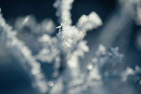 雾凇特写树枝雾凇雪花特写背景