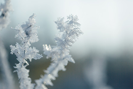 冬季树枝树枝雾凇雪花特写背景