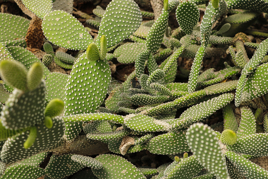 厦门植物园仙人掌图片