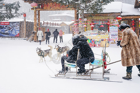 雪爬犁狗拉爬犁背景