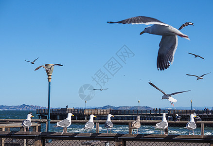 美国旧金山渔人码头海鸥图片