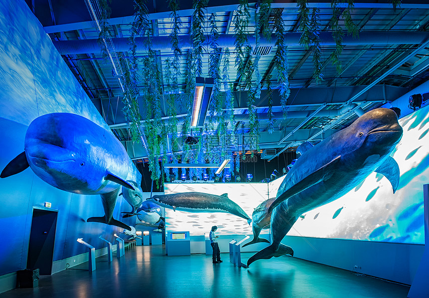 冰岛雷克雅未克鲸鱼博物馆