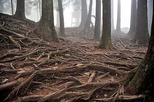 台湾嘉义阿里山森林神木图片