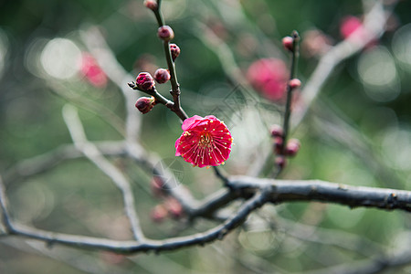 梅花图片