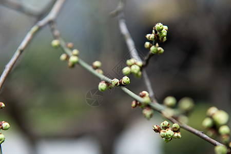 含苞待放的梅花背景图片