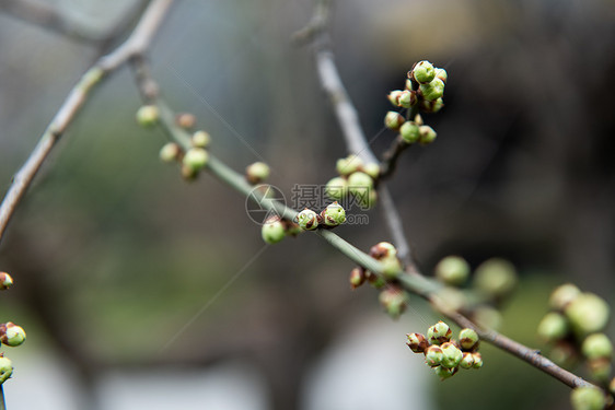 含苞待放的梅花图片