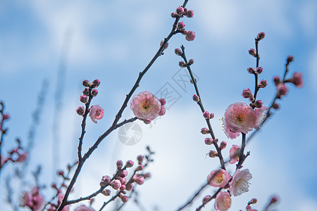 小雪梅花背景