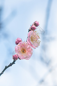 梅花背景图片