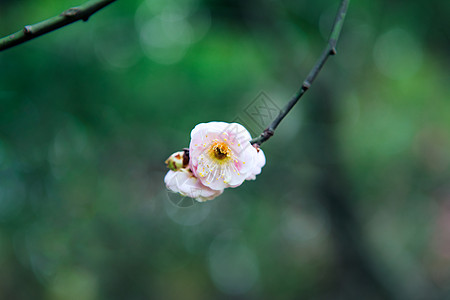 梅花图片