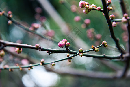 含苞待放的梅花背景图片