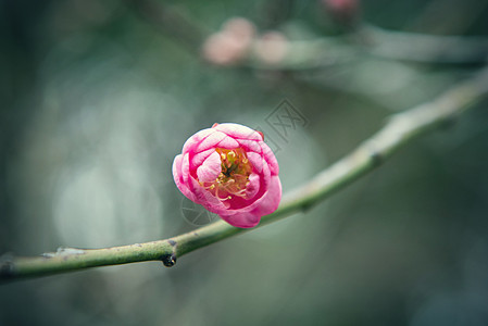 含苞待放的梅花图片