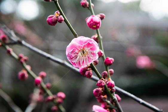 梅花图片