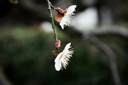 梅花图片