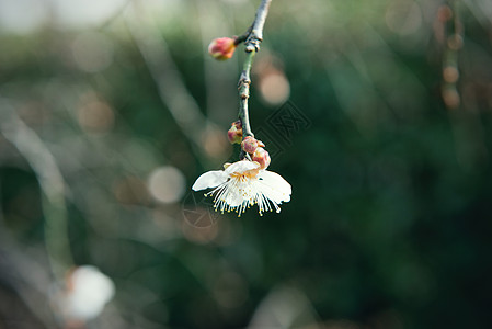 梅花图片