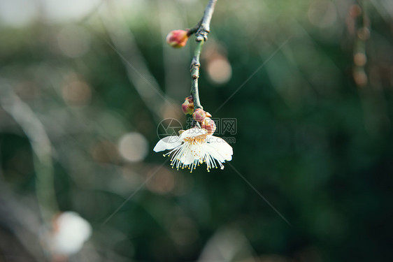 梅花图片