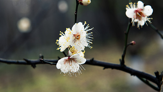 梅花背景图片