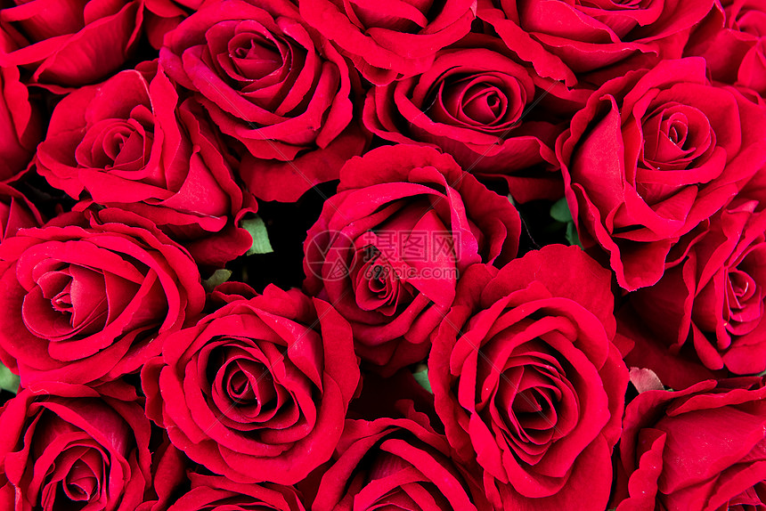 玫瑰花高清图片下载 正版图片 摄图网