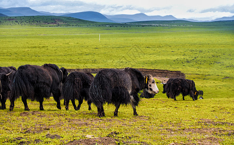 黑色的牛新疆草原黑牦牛背景