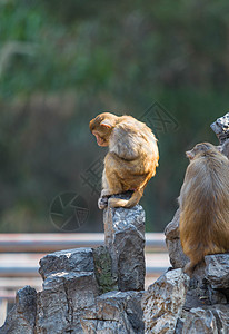 猕猴图片