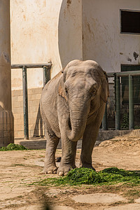 亚洲象背景图片