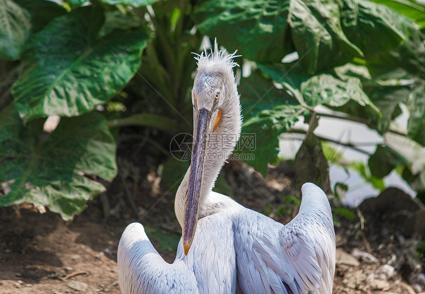 鹈鹕vs开拓者直播