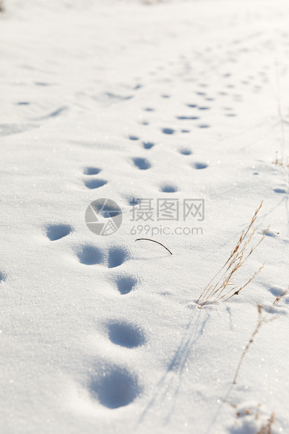 雪地里的脚印图片