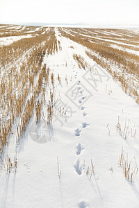 雪地里的脚印图片