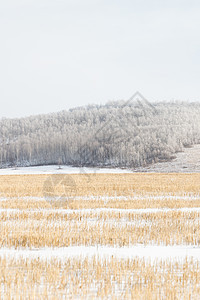 冬季草原雪景图片