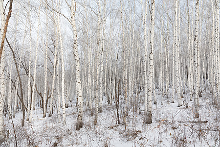 雪地里的白桦林图片