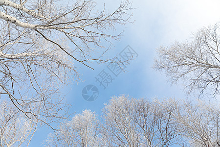冬季白桦树景色图片