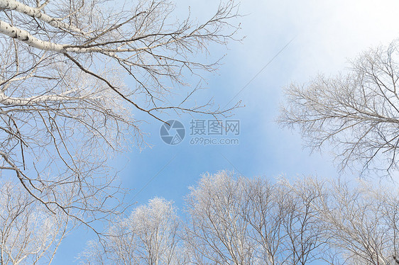 冬季白桦树景色图片
