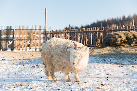 农场里的长毛羊山羊图片