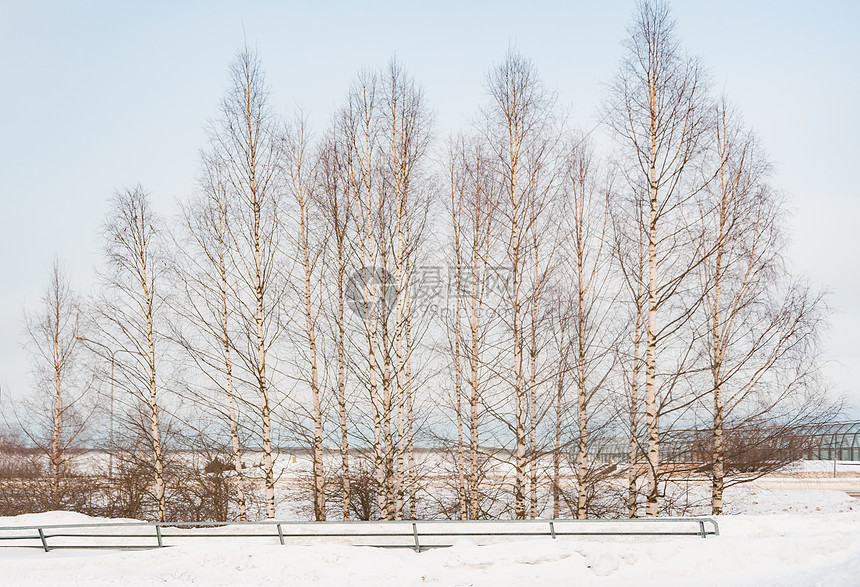 芬兰雪地白桦林图片