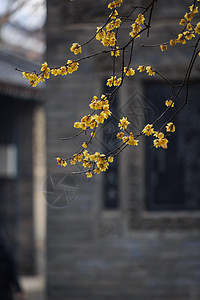 西安大兴善寺梅花图片