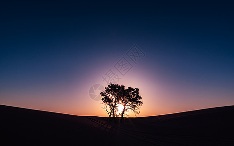 清新草地天边日出一棵树背景